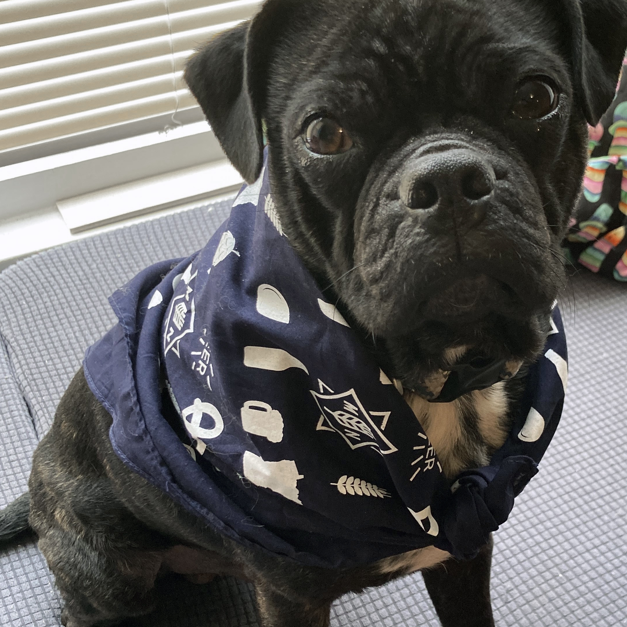 Brewers dog best sale bandana